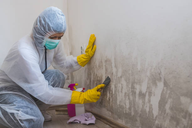 Best Mold Removal Process  in Magnolia, NC