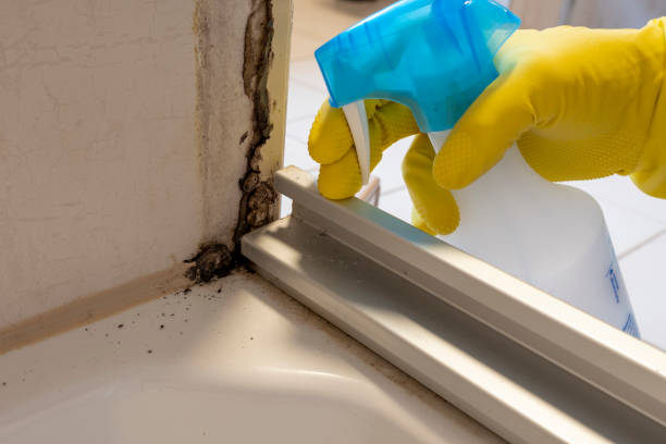 Best Commercial Mold Removal  in Magnolia, NC