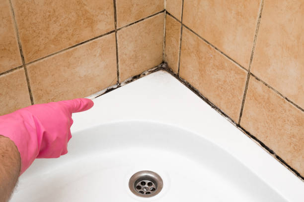 Mold Removal Process in Magnolia, NC